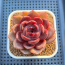 Echeveria Hybrid sp. 3" Hand-Selected Clone (From Flower Village) Succulent Plant Cutting