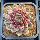 Echeveria Hybrid sp. 5"-6" Large Hand-Selected Clone (From Flower Village) Succulent Plant Cutting