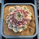 Echeveria Hybrid sp. 5"-6" Large Hand-Selected Clone (From Flower Village) Succulent Plant Cutting
