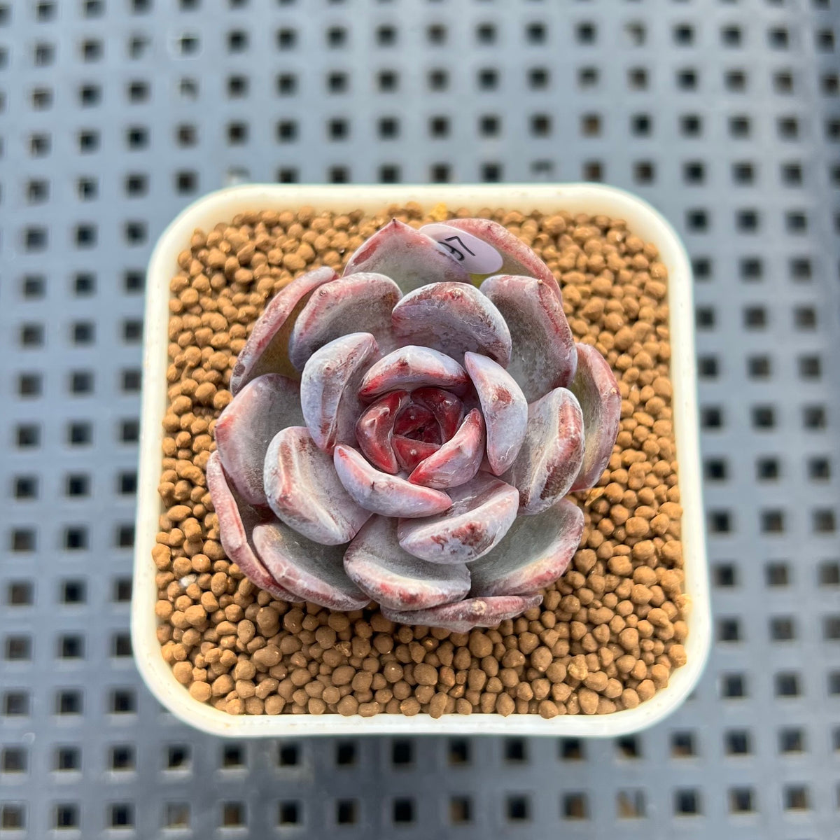 Echeveria 'Brown Bear' 2" Succulent Plant Cutting