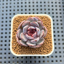 Echeveria 'Brown Bear' 2" Succulent Plant Cutting