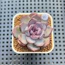 Echeveria 'Brown Bear' 2" Succulent Plant Cutting