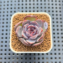 Echeveria 'Brown Bear' 2" Succulent Plant Cutting