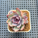 Echeveria 'Brown Bear' 2" Succulent Plant Cutting