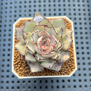 Echeveria Strictiflora 2" Succulent Plant Cutting