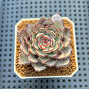 Echeveria Strictiflora 2" Succulent Plant Cutting
