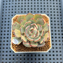 Echeveria Strictiflora 2" Succulent Plant Cutting