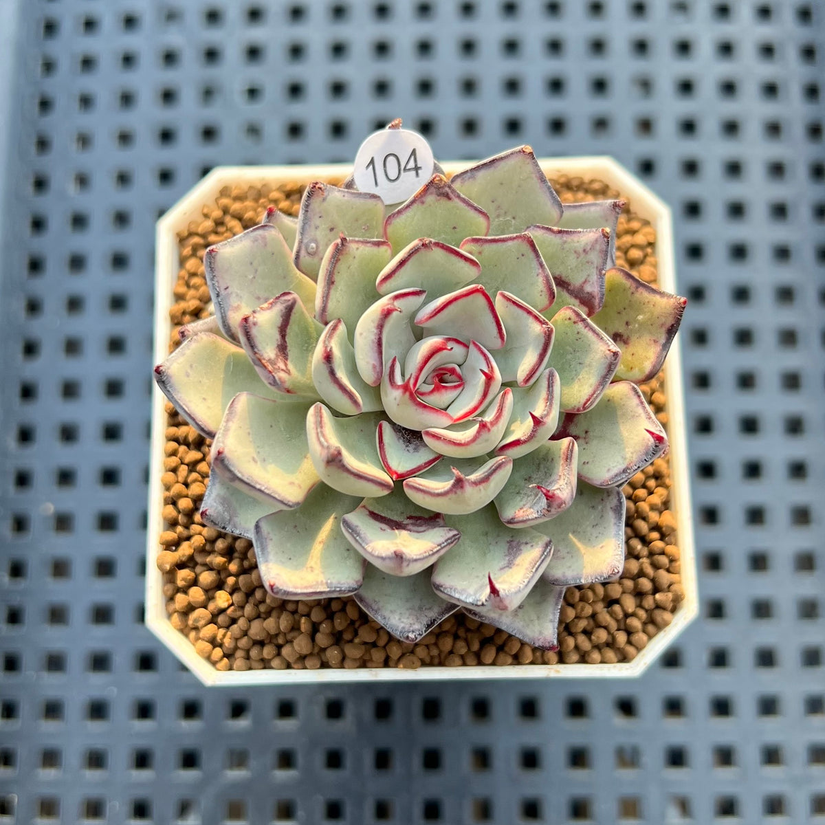Echeveria Strictiflora 2" Succulent Plant Cutting