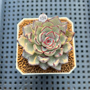 Echeveria Strictiflora 2" Succulent Plant Cutting