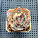 Echeveria Strictiflora 2" Succulent Plant Cutting