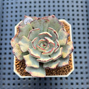 Echeveria Strictiflora 2" Succulent Plant Cutting