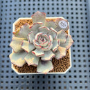Echeveria Strictiflora 2" Succulent Plant Cutting