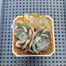 Echeveria Strictiflora 2" Succulent Plant Cutting