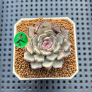 Echeveria Strictiflora 2" Succulent Plant Cutting