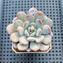 Graptoveria 'Bubble Cream' 2" Succulent Plant Cutting