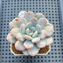 Graptoveria 'Bubble Cream' 2" Succulent Plant Cutting