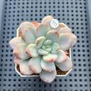 Graptoveria 'Bubble Cream' 2" Succulent Plant Cutting