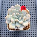 Graptoveria 'Bubble Cream' 2" Succulent Plant Cutting