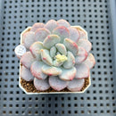 Graptoveria 'Bubble Cream' 2" Succulent Plant Cutting