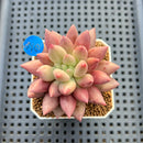 Pachyphytum 'Angels Finger' 2" Succulent Plant Cutting
