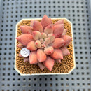 Pachyphytum 'Angels Finger' 2" Succulent Plant Cutting