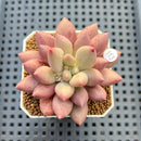 Pachyphytum 'Angels Finger' 2" Succulent Plant Cutting