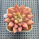 Pachyphytum 'Angels Finger' 2" Succulent Plant Cutting