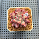 Pachyphytum 'Angels Finger' 2" Succulent Plant Cutting