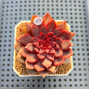 Echeveria 'Black Knight' 2" Succulent Plant Cutting