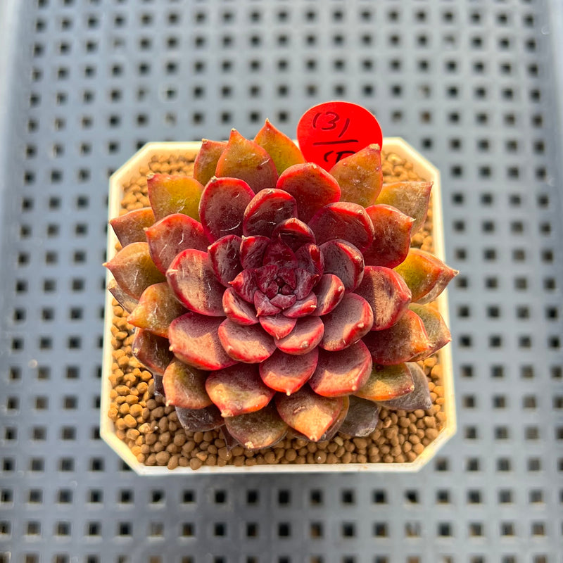 Echeveria 'Black Knight' 2