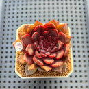 Echeveria 'Black Knight' 2" Succulent Plant Cutting
