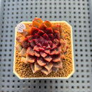 Echeveria 'Black Knight' 2" Succulent Plant Cutting