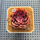 Echeveria 'Black Knight' 2" Succulent Plant Cutting