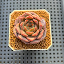 Echeveria 'Blossoming' 2" Succulent Plant Cutting