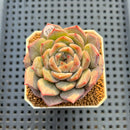 Echeveria 'Blossoming' 2" Succulent Plant Cutting
