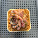 Echeveria 'Blossoming' 2" Succulent Plant Cutting