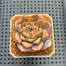 Echeveria 'Blossoming' 2" Succulent Plant Cutting