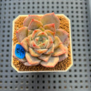 Echeveria 'Blossoming' 2" Succulent Plant Cutting