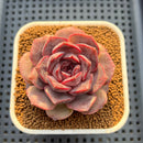 Echeveria Hybrid sp. 3" Hand-Selected Clone (From Flower Village) Succulent Plant Cutting