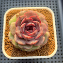 Echeveria Hybrid sp. 3" Hand-Selected Clone (From Flower Village) Succulent Plant Cutting