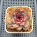 Echeveria Hybrid sp. 3" Hand-Selected Clone (From Flower Village) Succulent Plant Cutting