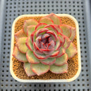 Echeveria Hybrid sp. 3" Hand-Selected Clone (From Flower Village) Succulent Plant Cutting