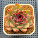 Echeveria Hybrid sp. 3" Hand-Selected Clone (From Flower Village) Succulent Plant Cutting
