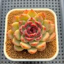 Echeveria Hybrid sp. 3" Hand-Selected Clone (From Flower Village) Succulent Plant Cutting