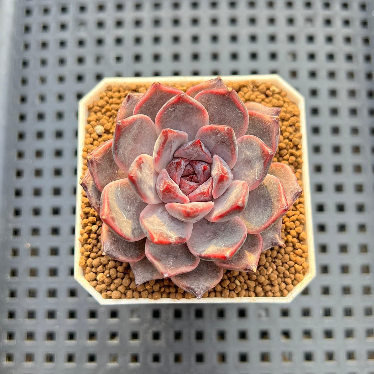 Echeveria Hybrid sp. 3" Hand-Selected Clone (From Flower Village) Succulent Plant Cutting
