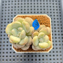 Graptoveria 'Bridge' 2"-3" Succulent Plant Cutting