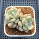Graptoveria 'Bridge' 2"-3" Succulent Plant Cutting