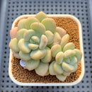 Graptoveria 'Bridge' 2"-3" Succulent Plant Cutting
