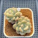 Graptoveria 'Bridge' 2"-3" Succulent Plant Cutting