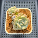 Graptoveria 'Bridge' 2"-3" Succulent Plant Cutting